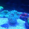 ReefQuest ReefQuest