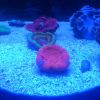 ReefQuest ReefQuest