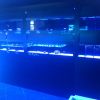 ReefQuest ReefQuest