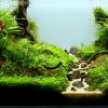 Aquarioscaping