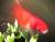Reprodu��o De Gamb�sia Hobrooki - last post by mvalente