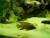 Hederas (trepadeiras) s�o t�xicas no lago? - last post by jorgepedro