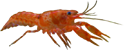 Lagostim CPO CPO