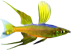 Iriatherina werneri Iriatherina werneri