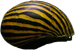 Neritina_natalensis Neritina_natalensis