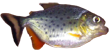 Piranha Piranha