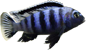 Pseudotropeus saulosi macho Pseudotropeus saulosi