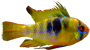 Ramirezi Ramirezi