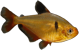 Hyphessobrycon eques
