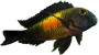 Tropheus Kasakalawe Tropheus Kasakalawe
