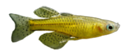 pseudomugil gertrudae