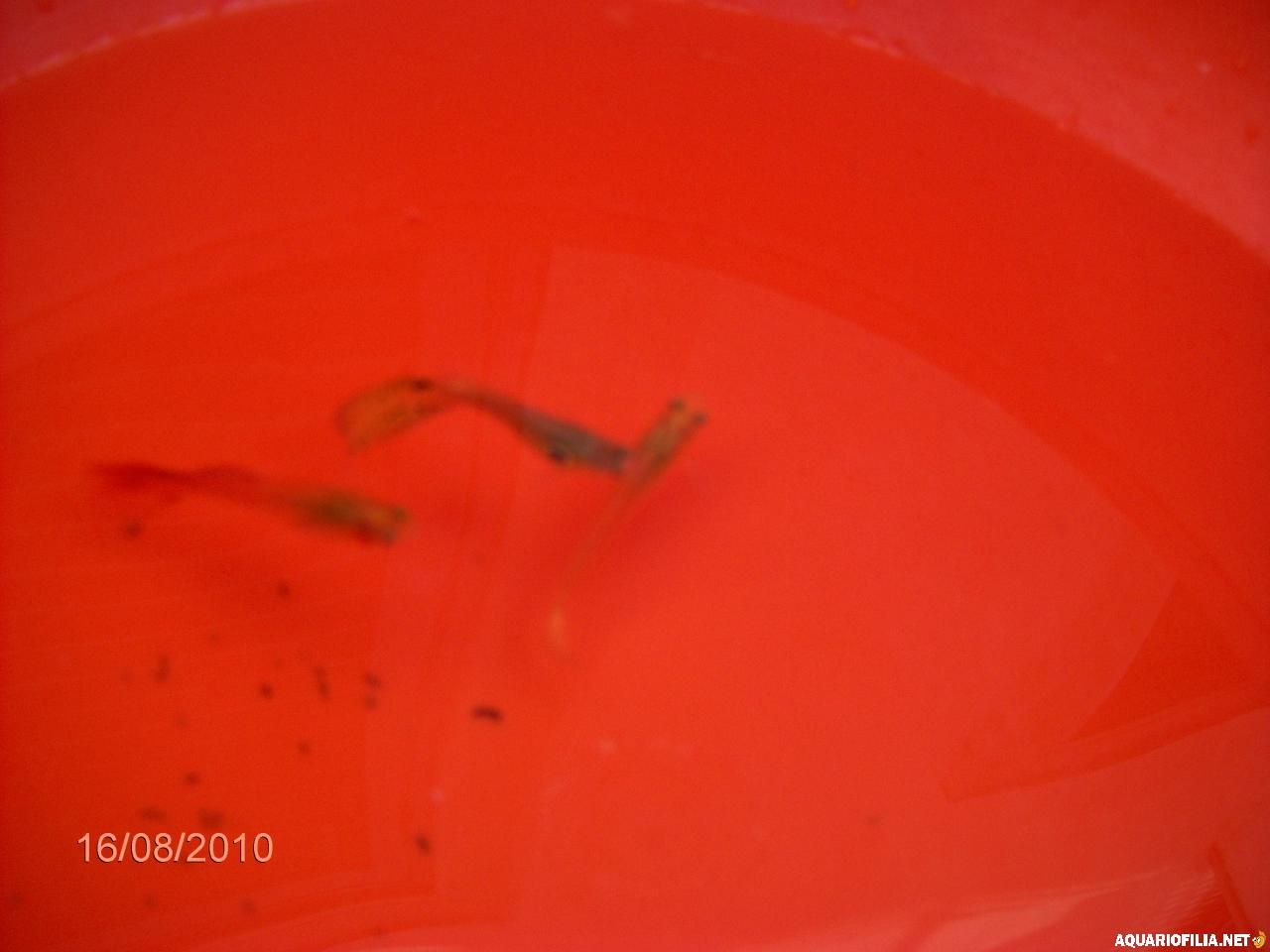 gallery_25122_2466_2683940.jpg