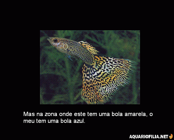 gallery_25122_2466_37145.gif