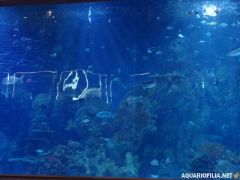 oceanografic_valencia_spain_aquariofilia_net_jb (2).jpg