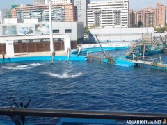 oceanografic_valencia_spain_aquariofilia_net_jb (15).jpg