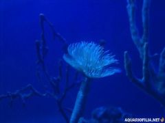 oceanografic_valencia_spain_aquariofilia_net_jb (34).jpg