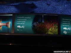 oceanografic_valencia_spain_aquariofilia_net_jb (38).jpg