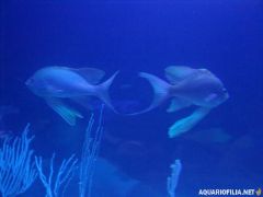 oceanografic_valencia_spain_aquariofilia_net_jb (90).jpg