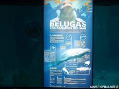 oceanografic_valencia_spain_aquariofilia_net_jb (122).jpg