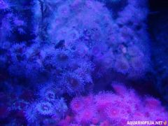 oceanografic_valencia_spain_aquariofilia_net_jb (75).jpg