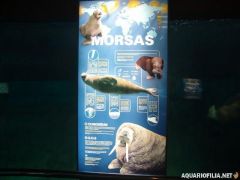 oceanografic_valencia_spain_aquariofilia_net_jb (120).jpg