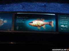 oceanografic_valencia_spain_aquariofilia_net_jb (37).jpg