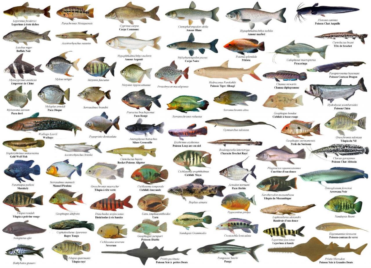 Poster de Peixes Galeria de Peixes de gua Doce 