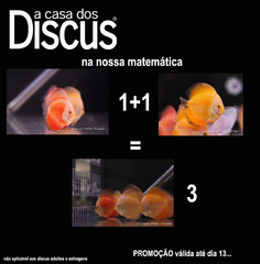 A Casa dos Discus