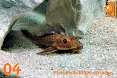 04  Pterygoplichthys scrophus