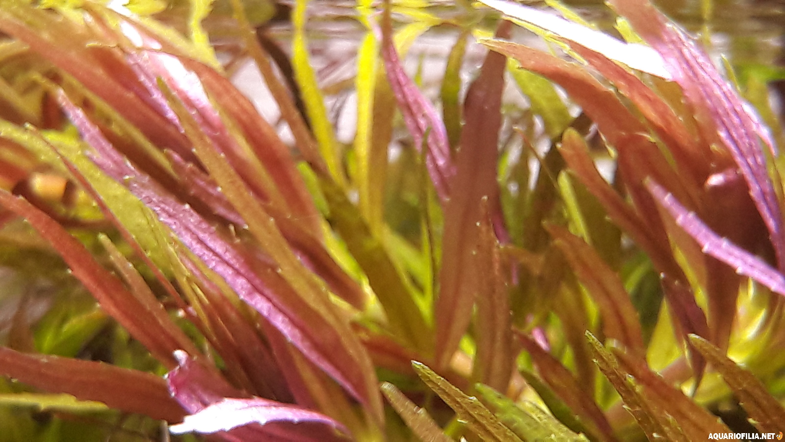 large.Plantas2.jpg