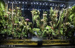 2nd place AGA 2017 Paludarium.jpg