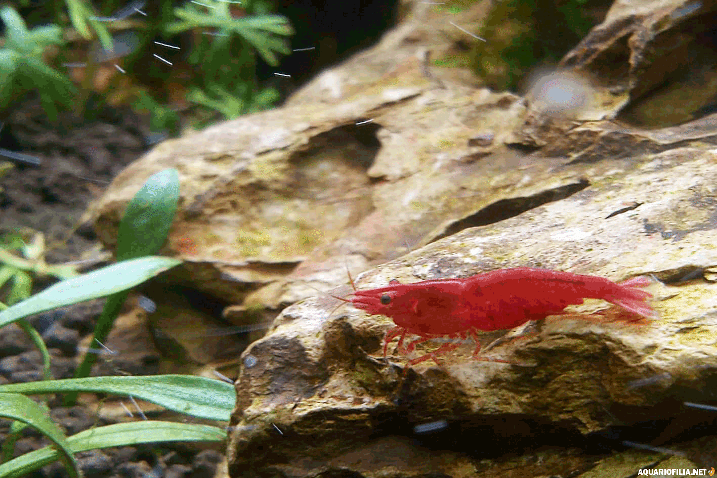 large.180222-Neocaridina.gif