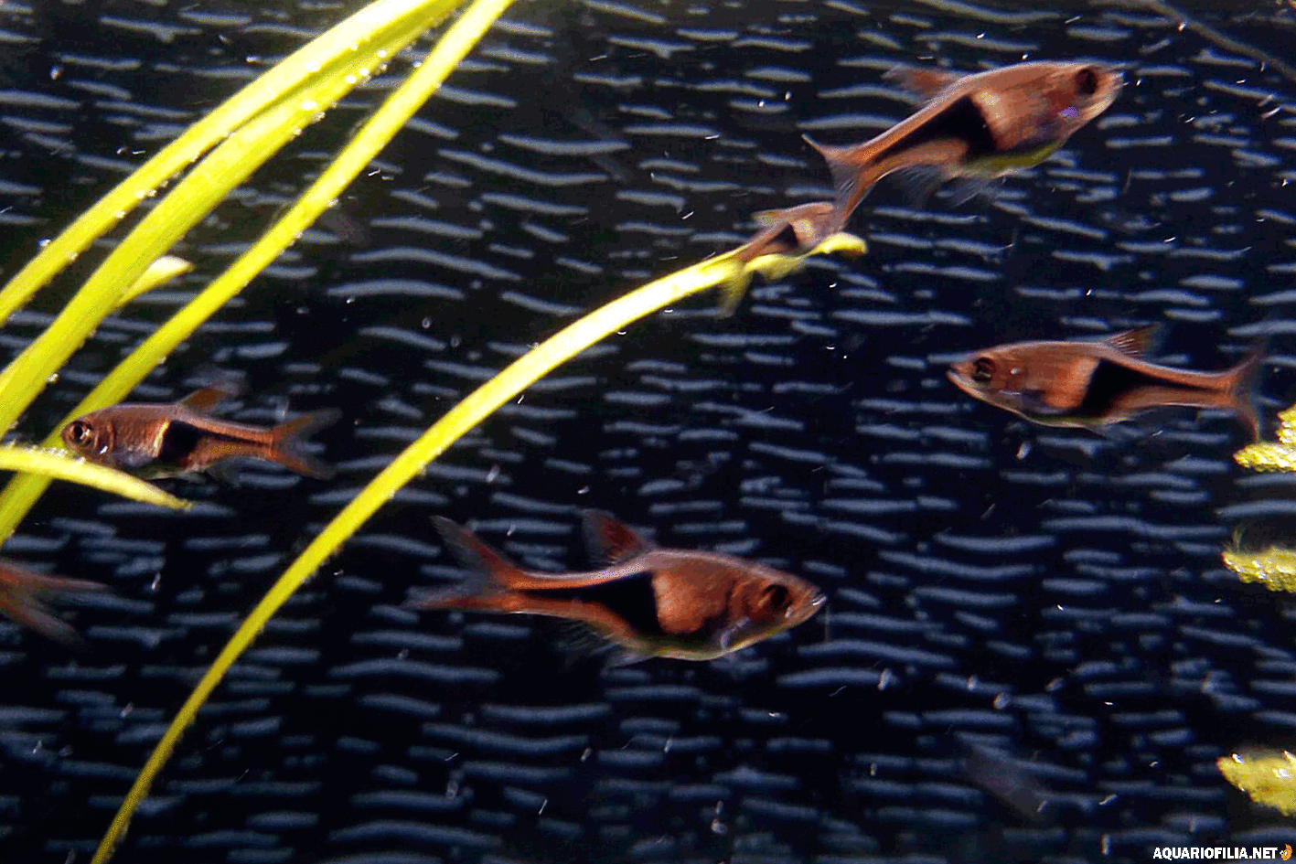 large.180222-Rasbora.gif