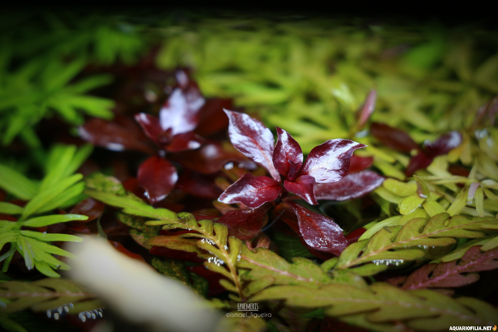 large.Ludwigia_sp_Mini_Super_Red.png