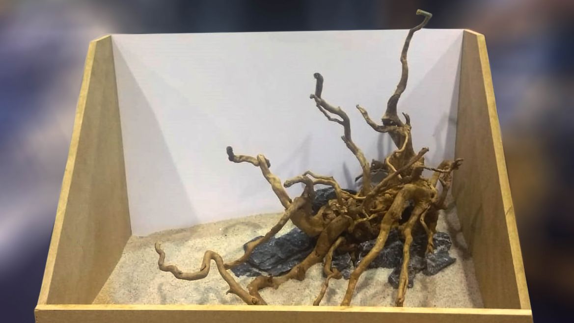 Concurso hardscape petfestival 2019