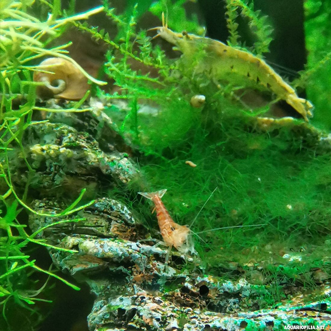 large.1742898124_pormlimp2.jpg