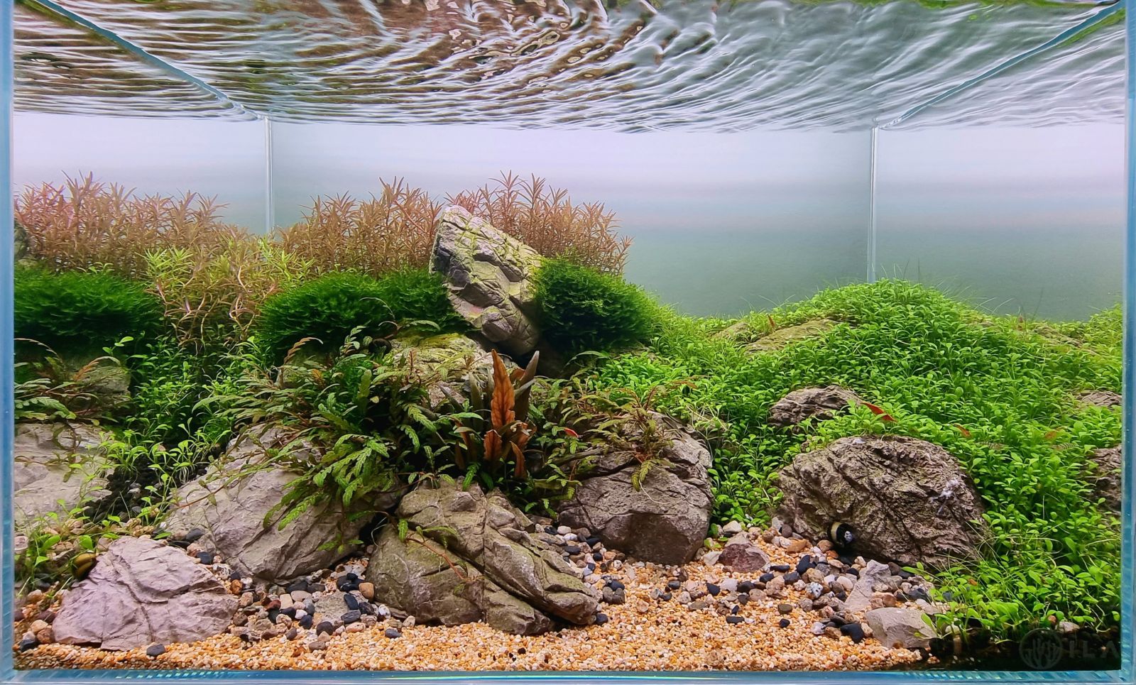 Desafio de aquascaping aquariofilia.net 3° edição