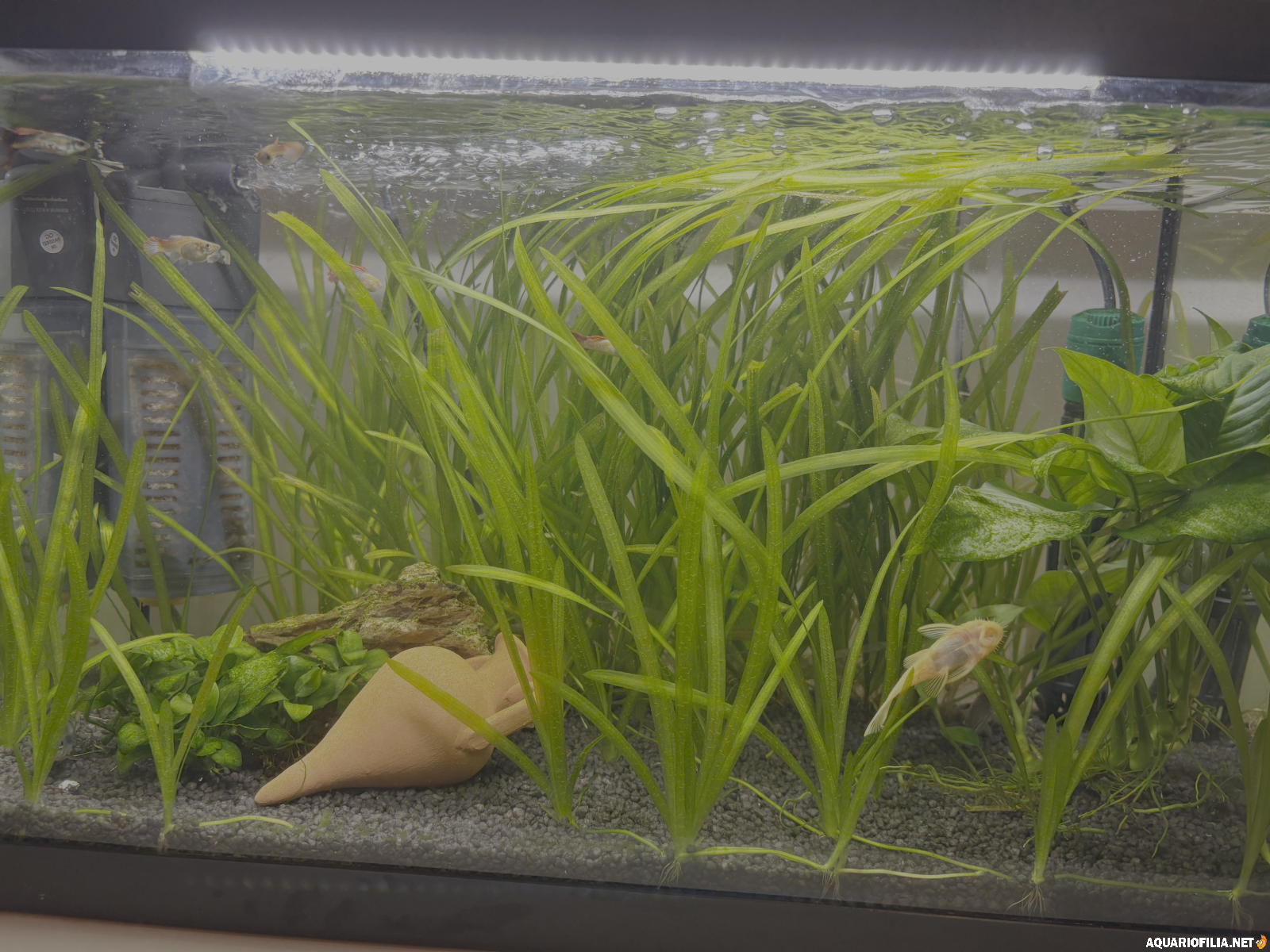 large.Aqua-2025-09-12.png