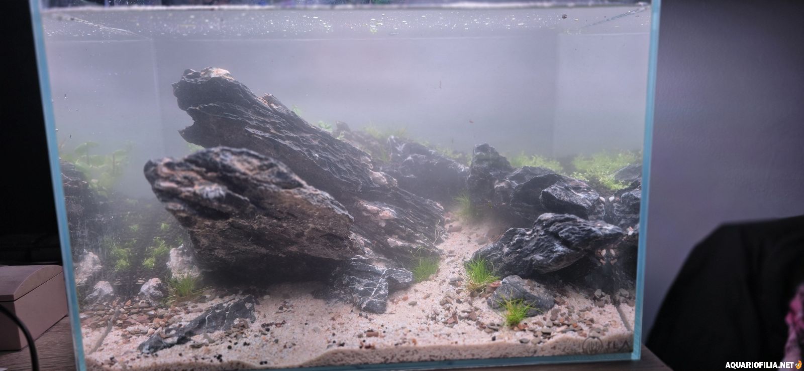 large.cheiodia1.jpg