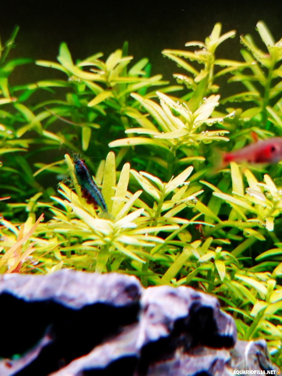 large.111220252.jpg.a9cffd4568700cbd2b3e