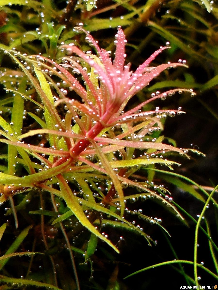 large.WhatsAppImage2026-01-15at07_46_066