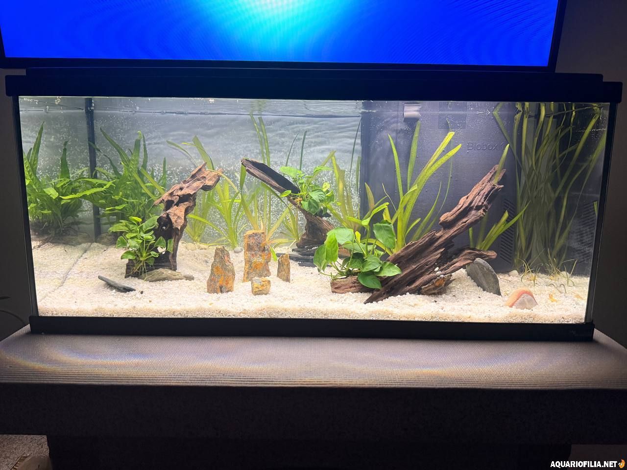 large.photo_2026-01-12_22-53-56.jpg.beca