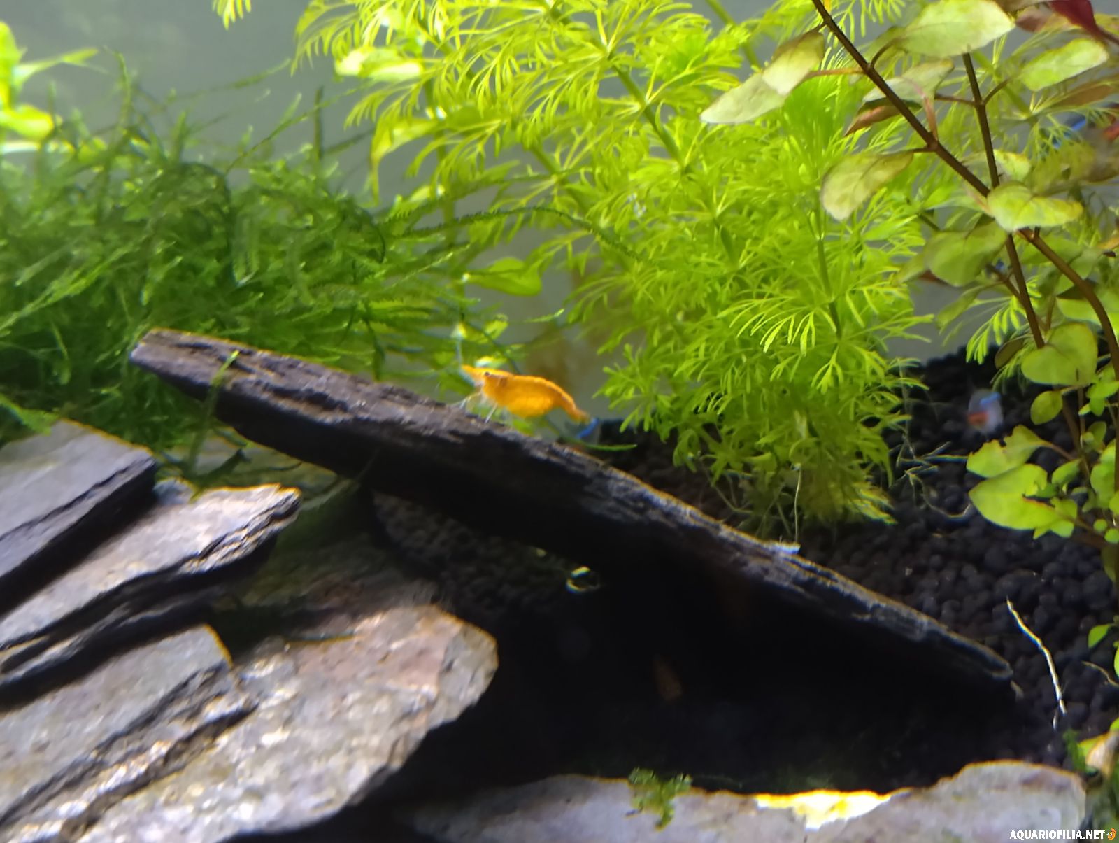 large.IMG_20260303_211504_HDR.jpg.fc8766