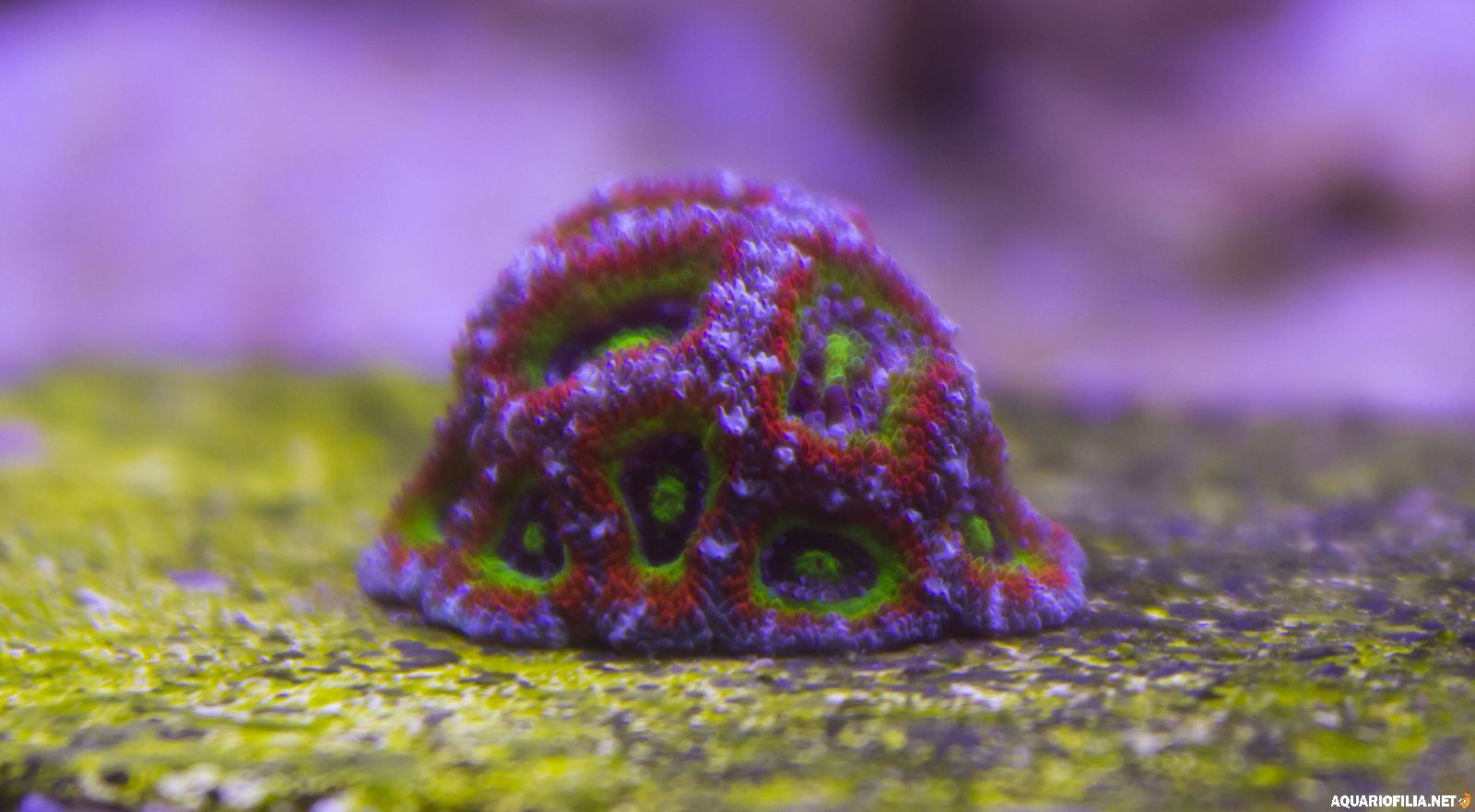 large.IMG_9886.jpg