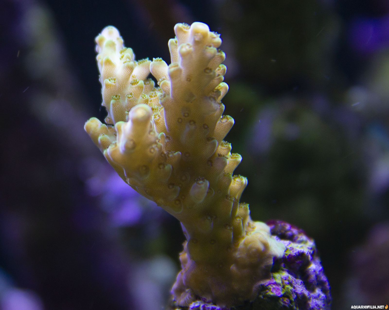 large.IMG_9898.jpg