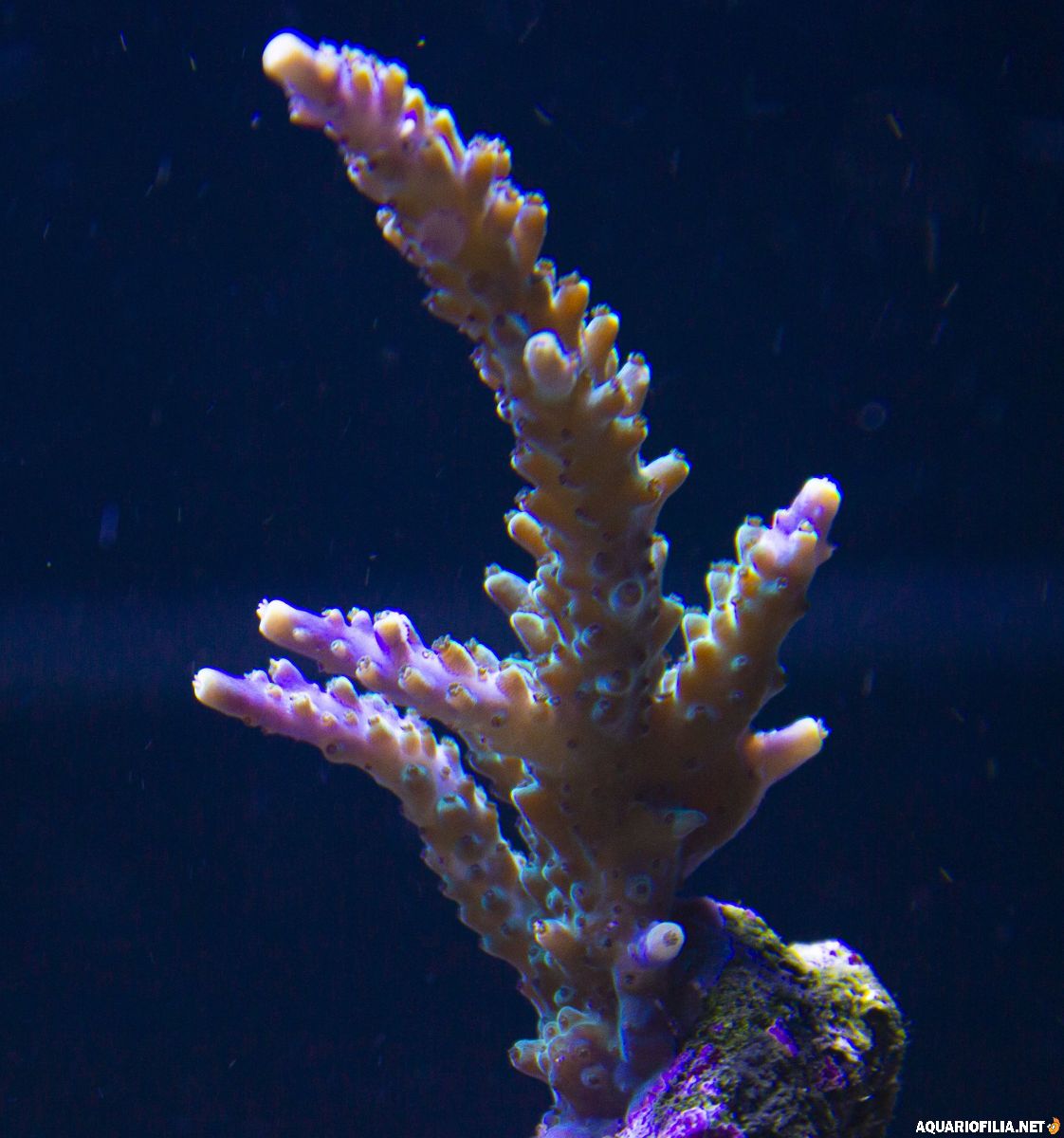 large.IMG_9902.jpg