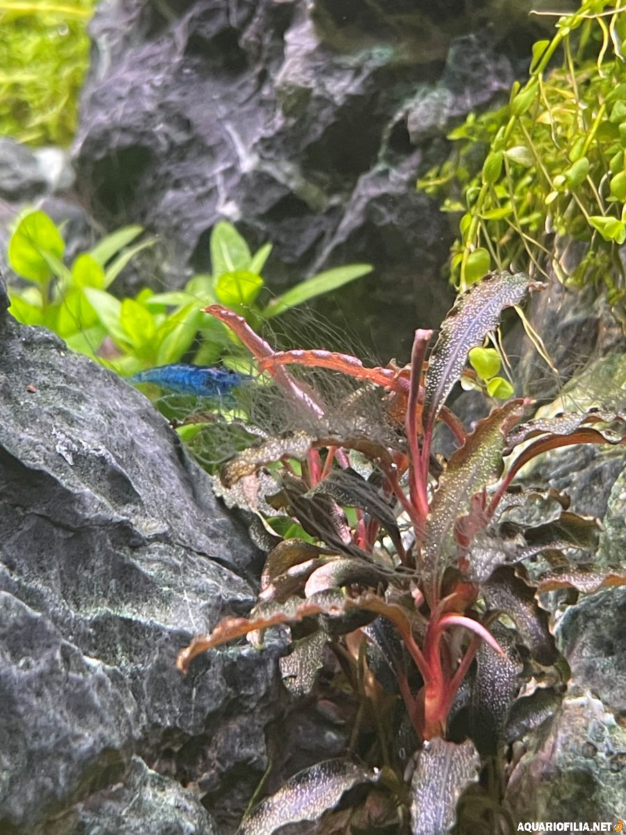 large_alga.jpg
