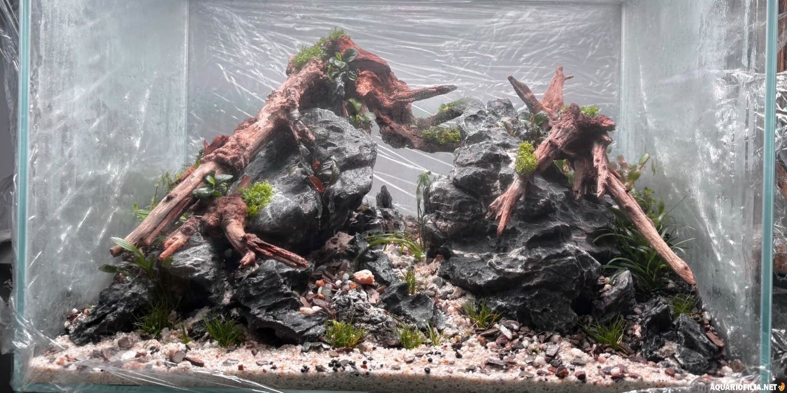large.depoisdeplantado.jpg