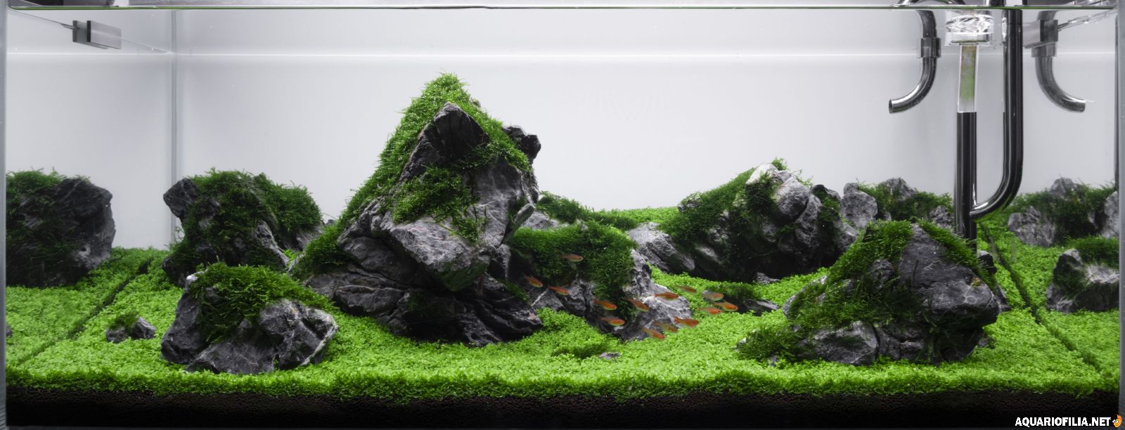large_001.jpg