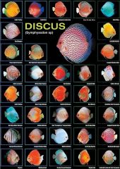 Discus